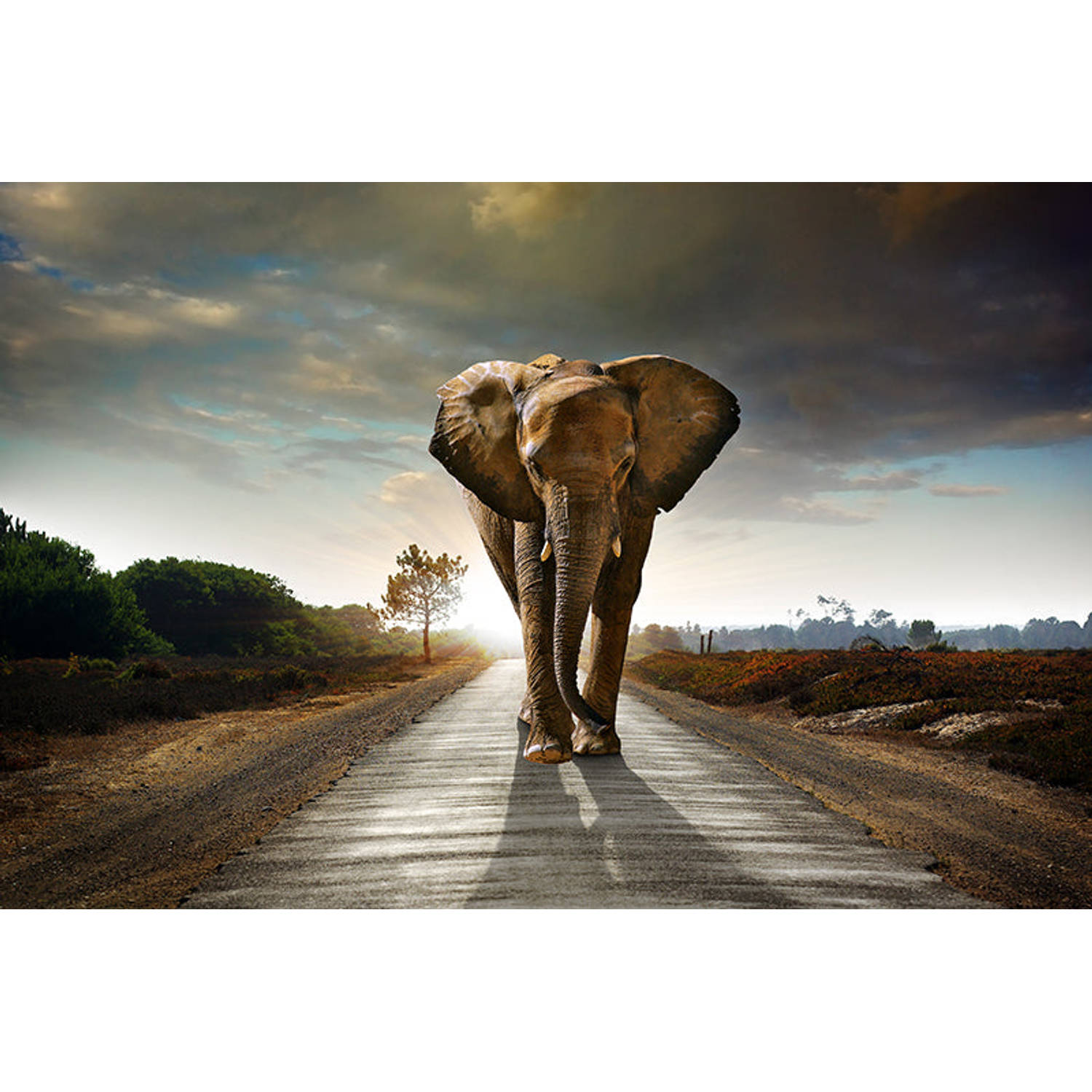 Inductiebeschermer - Walking Elephant - 65x50 cm - Inductiebeschermer - Inductie Afdekplaat Kookplaat - Inductie Mat - Anti-Slip - Keuken Decoratie - Keuken Accessoires