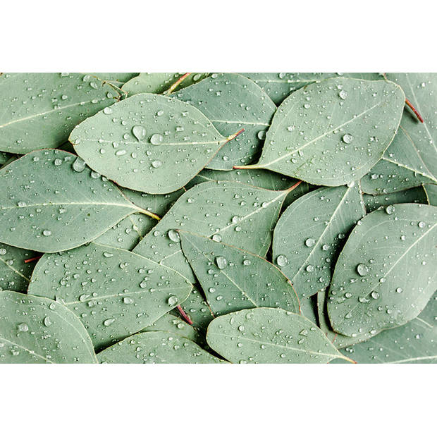 Inductiebeschermer - Wet Leaves - 85x55 cm