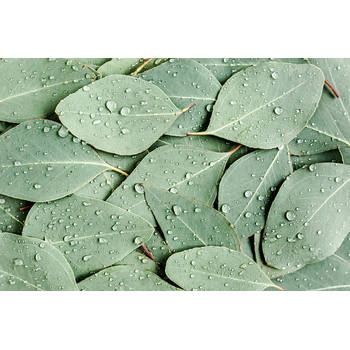 Inductiebeschermer - Wet Leaves - 58.3x51.3 cm