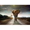 Inductiebeschermer - Walking Elephant - 78x52 cm