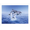 Kunstdruk Dolphin Trio 40x30cm