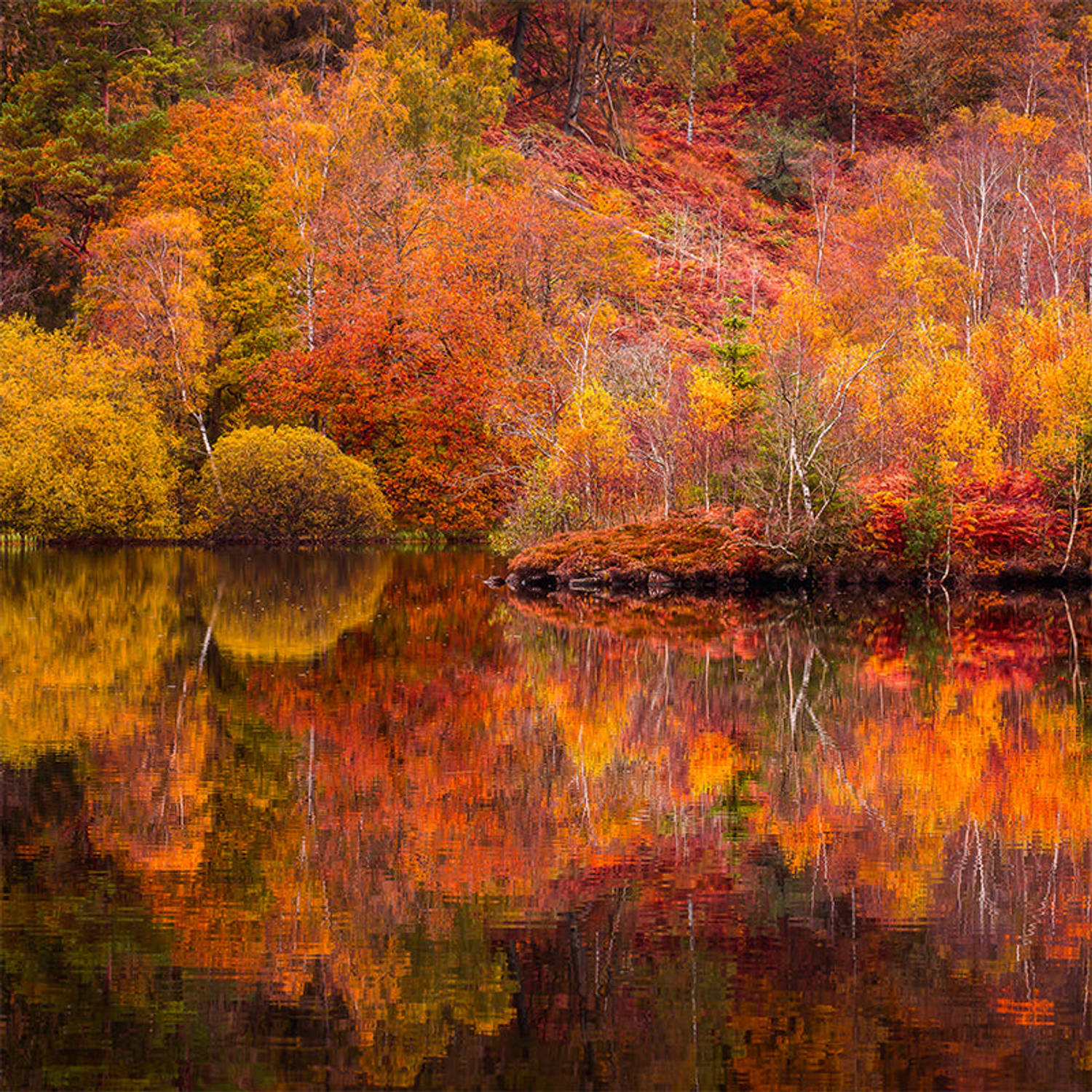 Inductiebeschermer - Autumn Lake - 78x78 cm