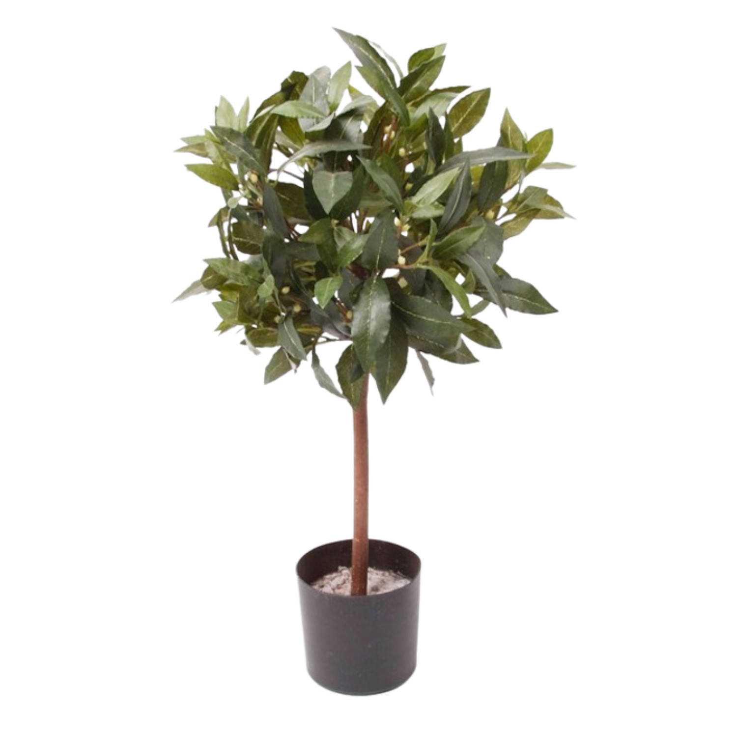 Emerald - Laurier bal - In pot - 60 cm - groen