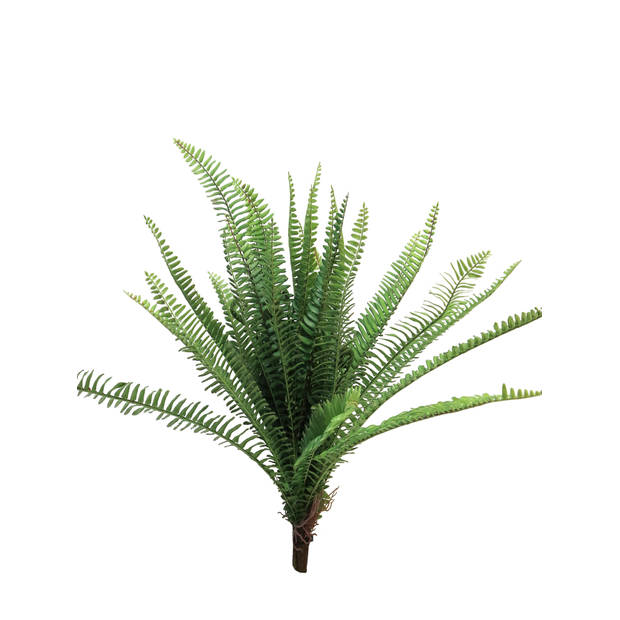 (Best) UV Fern Torres Sunrise 60cm (6 months UV-protected)