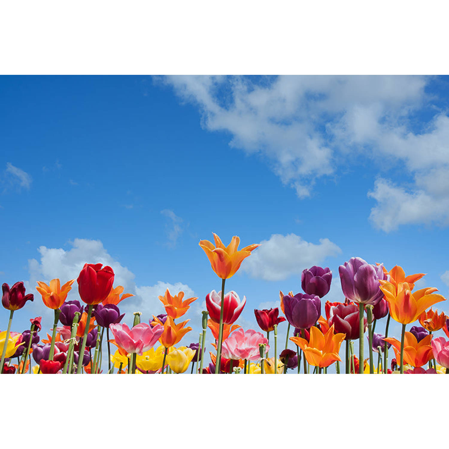 Inductiebeschermer - Spring Flowers - 60x52 cm