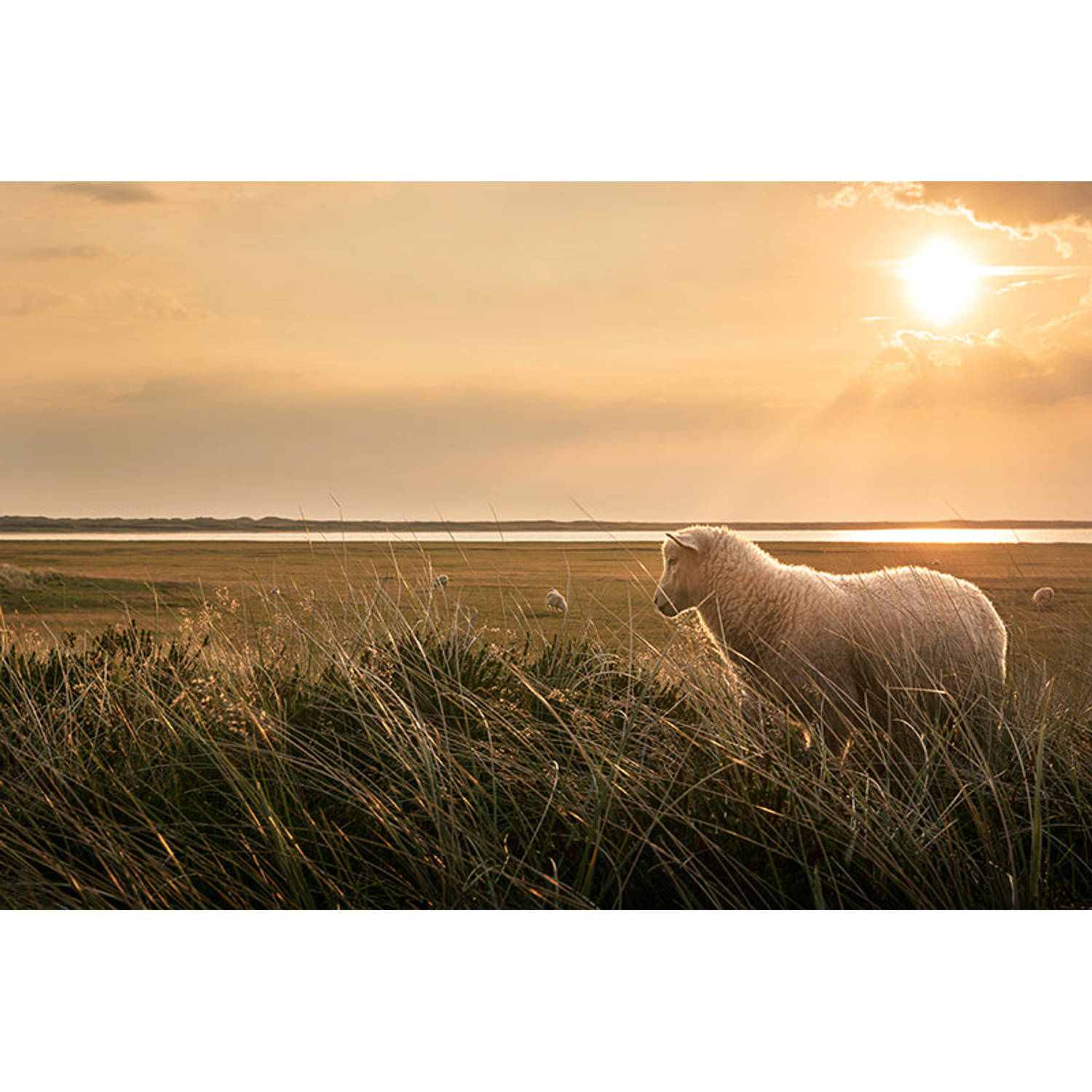 Inductiebeschermer - Kudde schapen in de zon - 60x52 cm