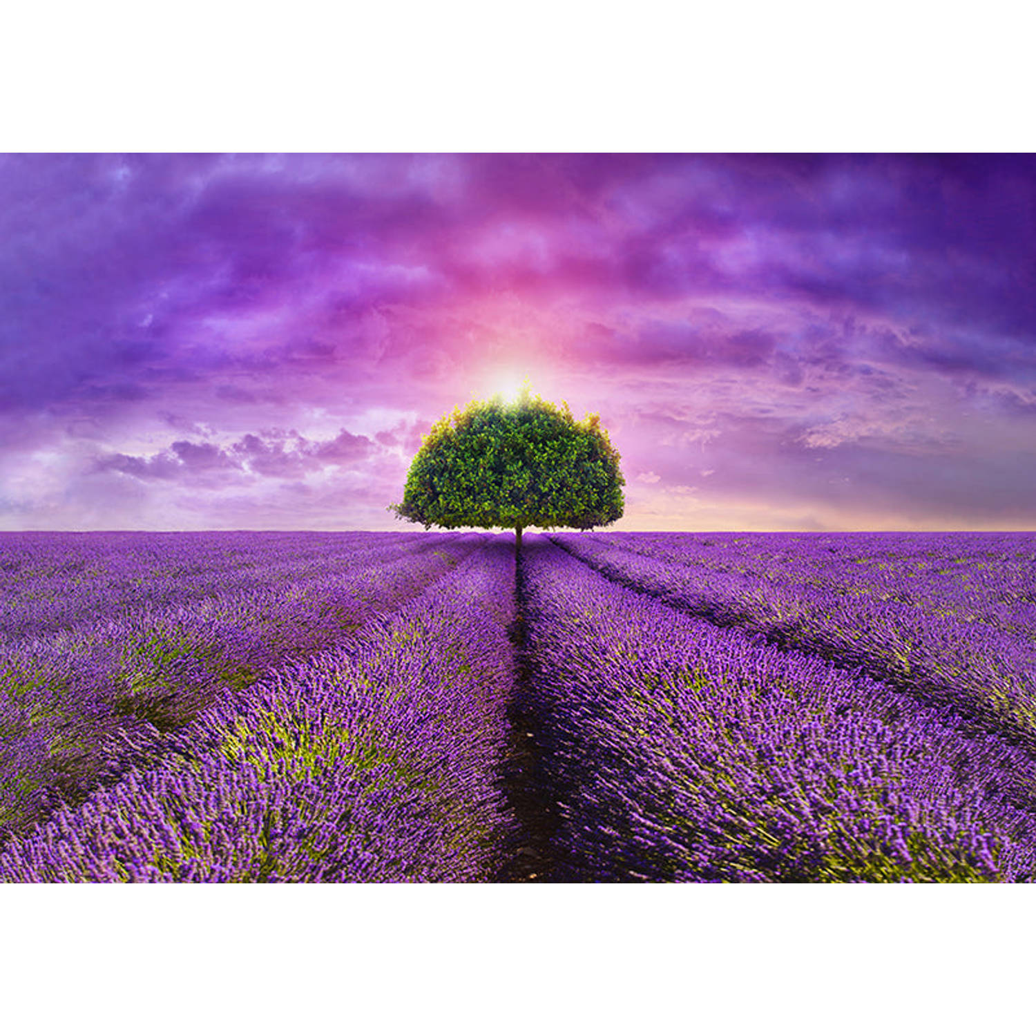 Inductiebeschermer - Lavendel veld - 75x52 cm