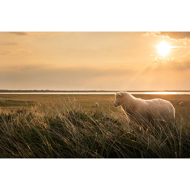 Inductiebeschermer Kudde Schapen In De Zon X Cm Blokker