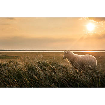 Inductiebeschermer - Schapen in de Zon - 80.2x52.2 cm