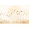 Fotobehang - Dune Grass 400x250cm - Vliesbehang