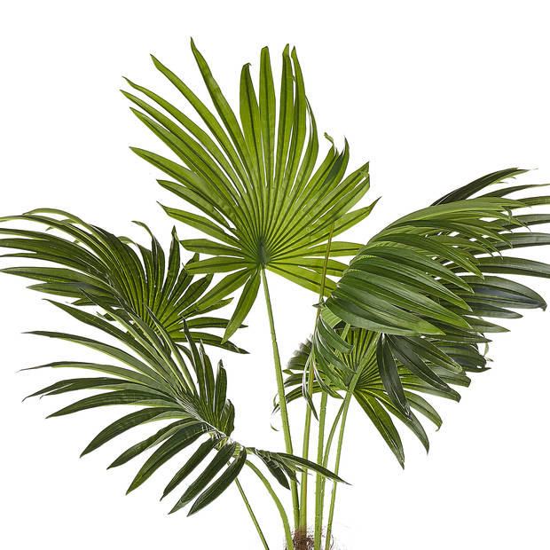 Beliani FAN PALM - Kunstplant-Groen-Synthetisch materiaal
