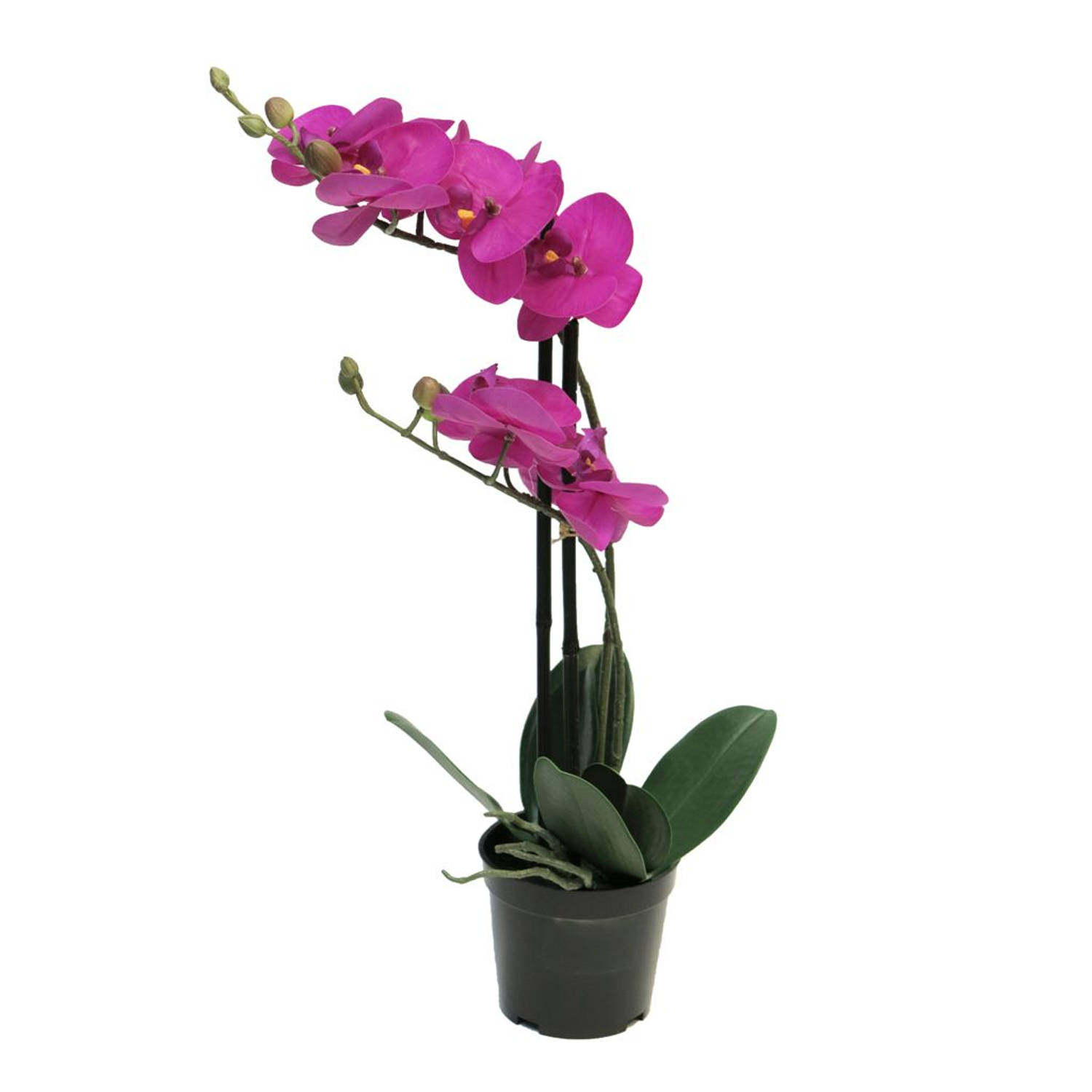 Botanic-Haus kunstorchidee Orchidee Bora (1 stuk)