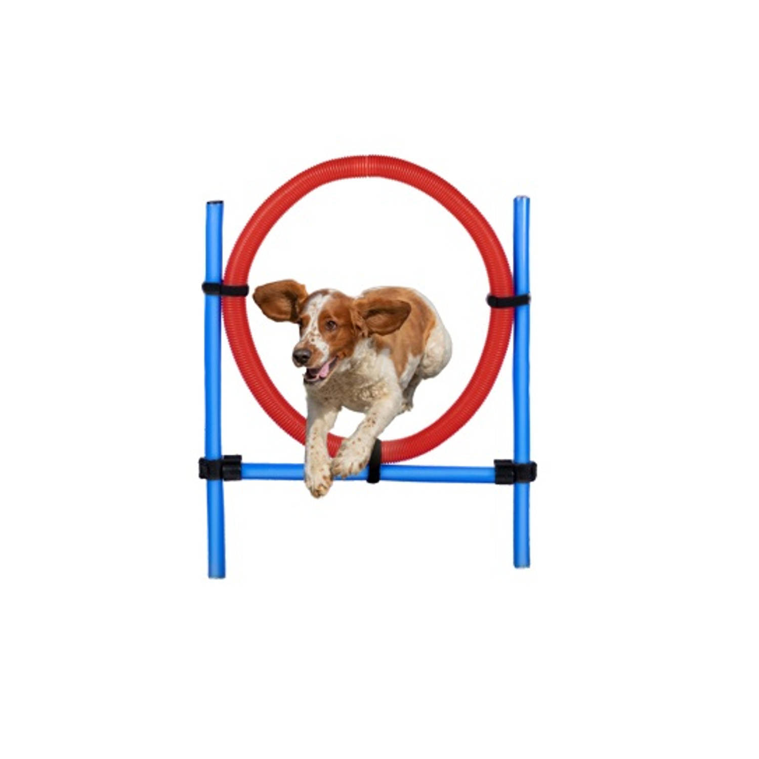 Dog Jump Ring Set. Honden Jump Ring Set. 85 cm.