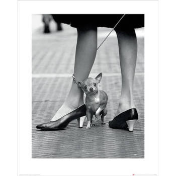 Kunstdruk Time Life Chihuahua 40x50cm