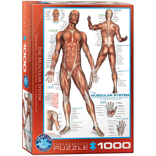 Eurographics puzzel The Muscular System - 1000 stukjes