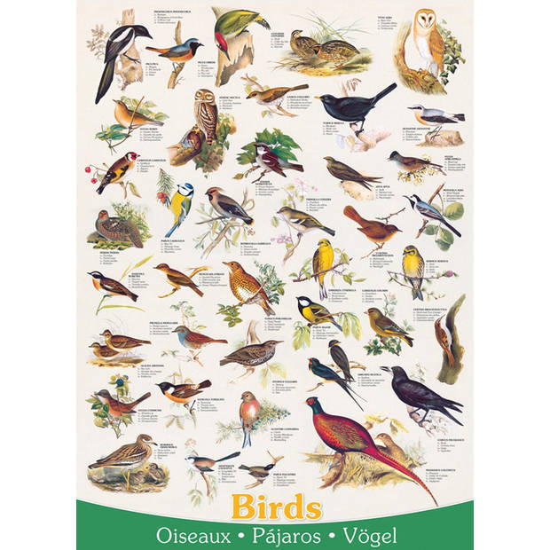 Eurographics puzzel Birds - 1000 stukjes