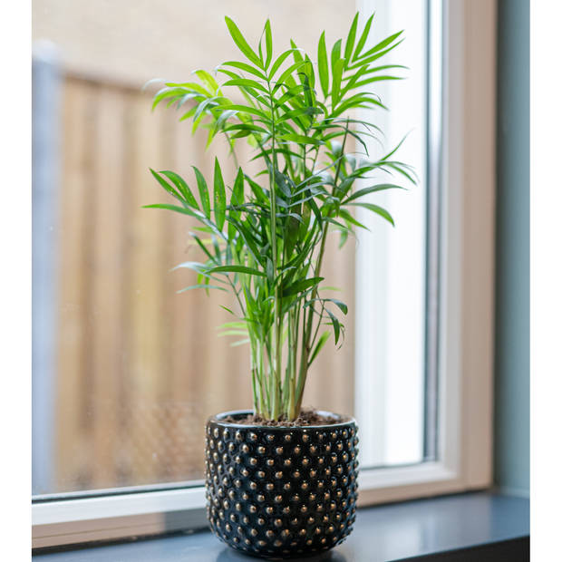 Ter Steege Plantenpot/bloempot Luxery Spike - keramiek - zwart - Bolletjes motief - D15 x H13 cm - Plantenpotten