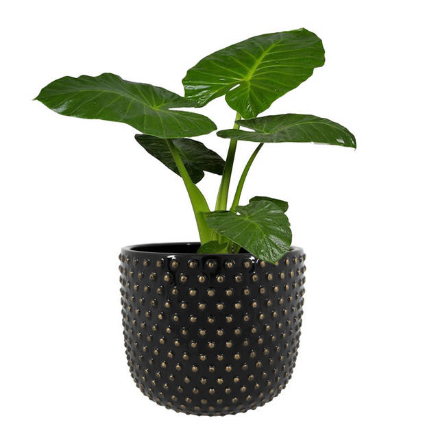 Ter Steege Plantenpot/bloempot Luxery Spike - keramiek - zwart - Bolletjes motief - D21 x H17 cm - Plantenpotten