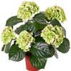 Kunst hortensia groen/roze 36 cm - Kunstplanten