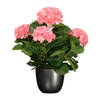 Hortensia kunstplant/kunstbloemen 45 cm - roze - in pot titanium grijs glans - Kunstplanten