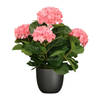 Hortensia kunstplant/kunstbloemen 45 cm - roze - in pot zwart mat - Kunstplanten
