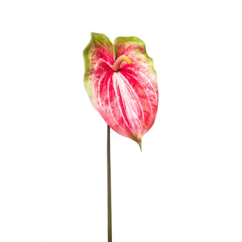Kunstbloem Anthurium - 70cm - fuchsia