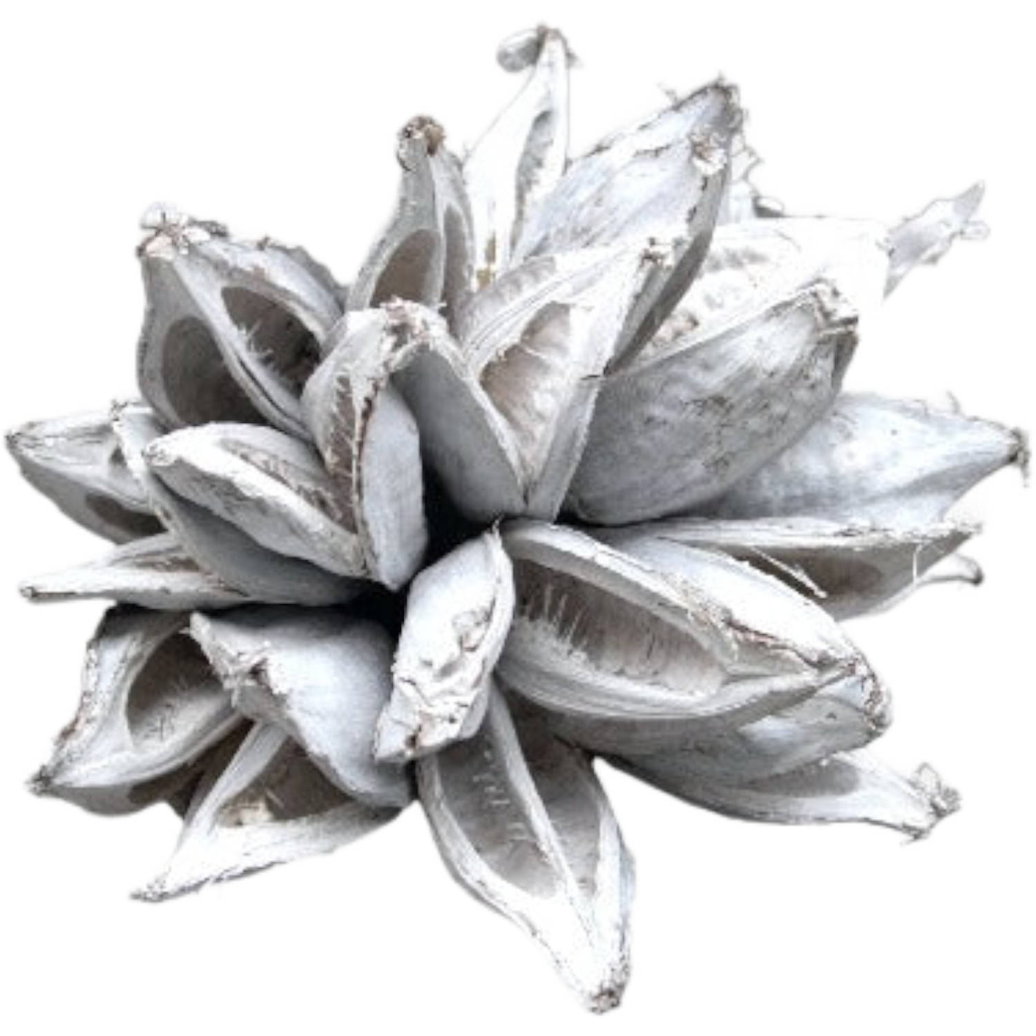 Couronne - Decoratieve bloem 'Sororoca' - Wit