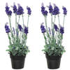 2x stuks lavendel kunstplant in pot - paars - D18 x H38 cm - Kunstplanten