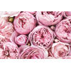 Inductiebeschermer - Roze Tulpen - 75x55 cm