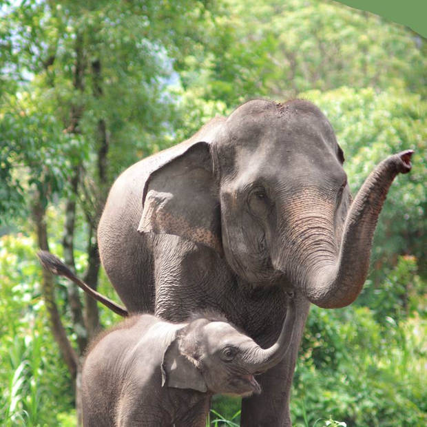 Good Morning Elephants dekbedovertrek