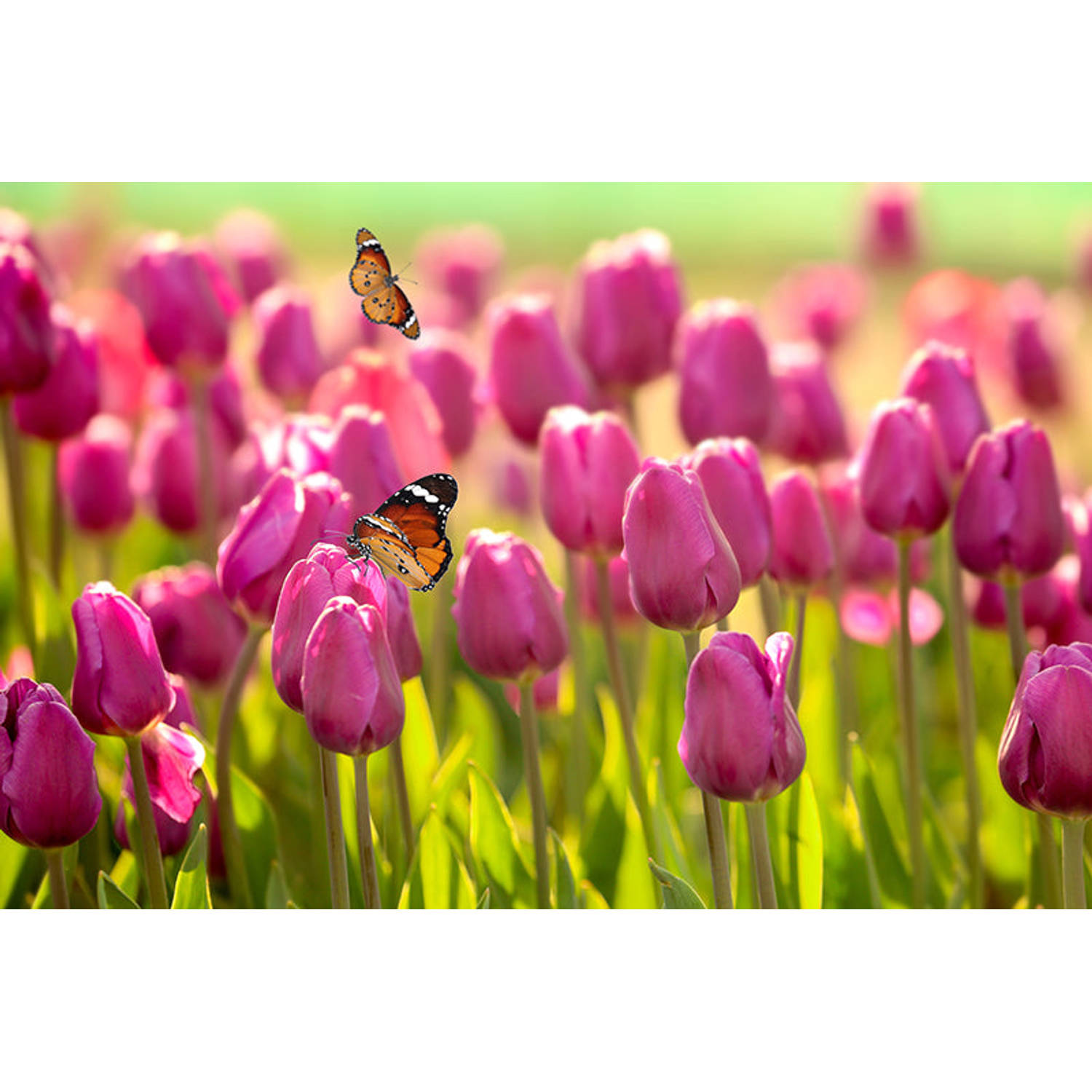 Inductiebeschermer - Tulpen met vlinders - 58x52 cm