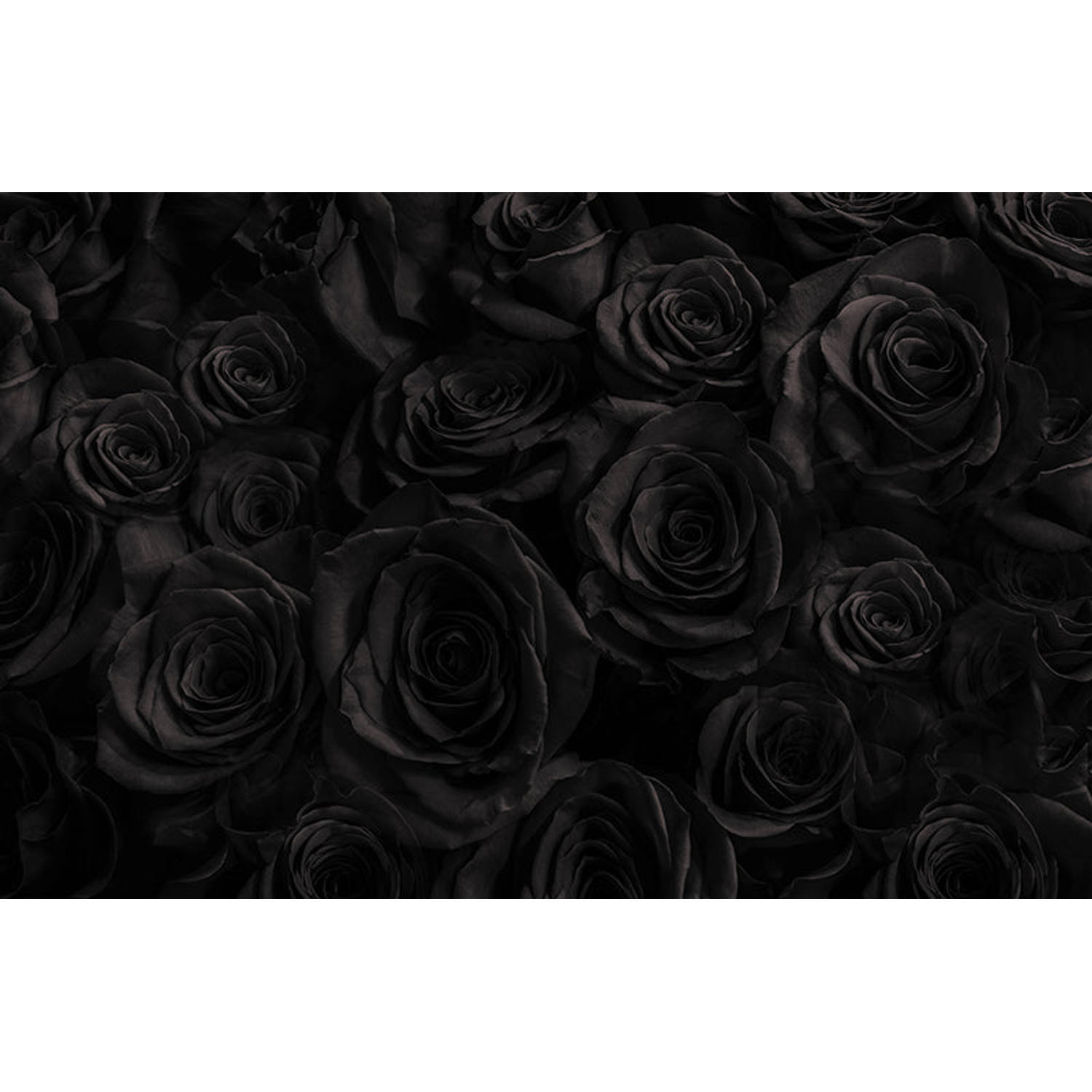 Inductiebeschermer - Zwarte Rozen - 76x52 cm
