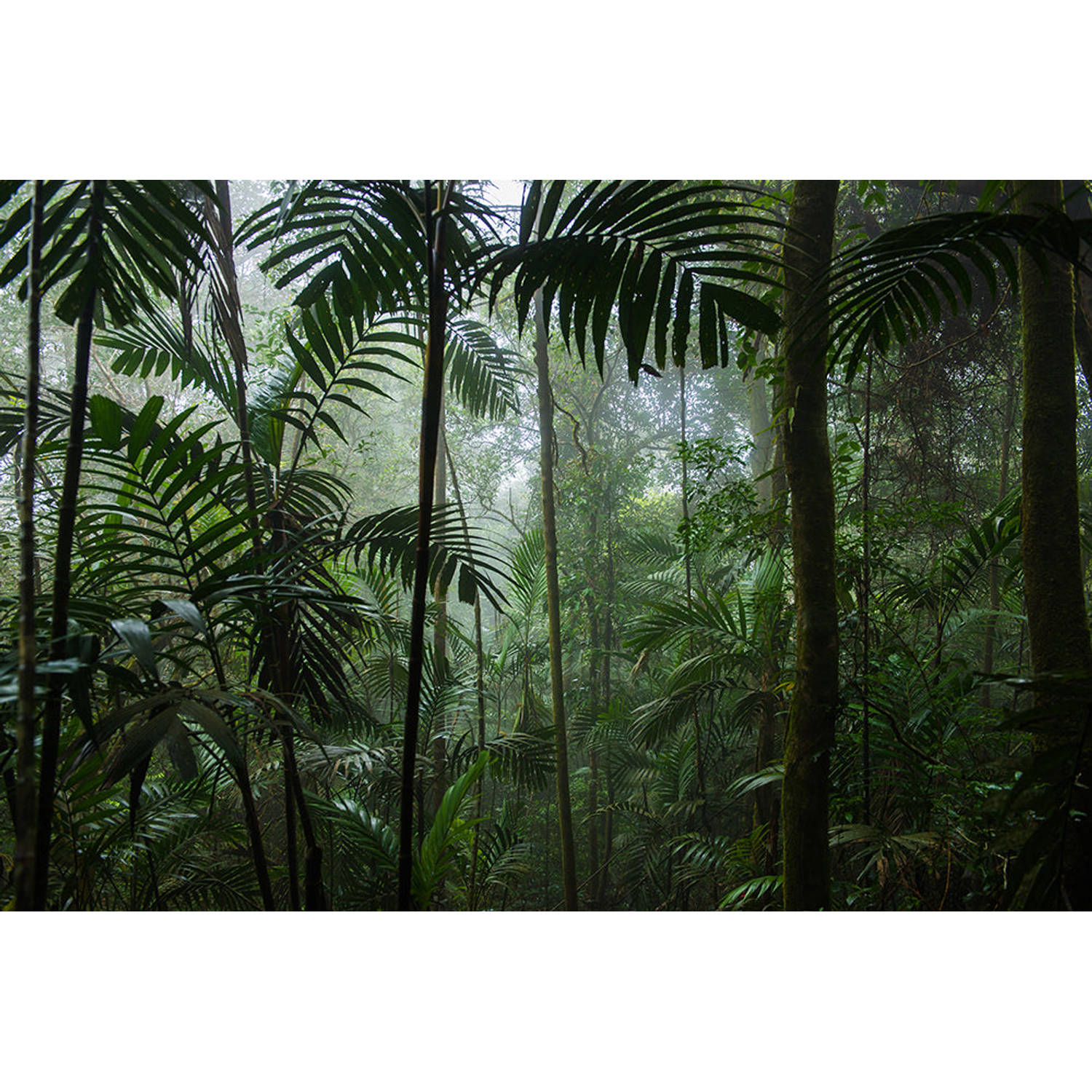 Inductiebeschermer - Vochtige Jungle - 90x50 cm