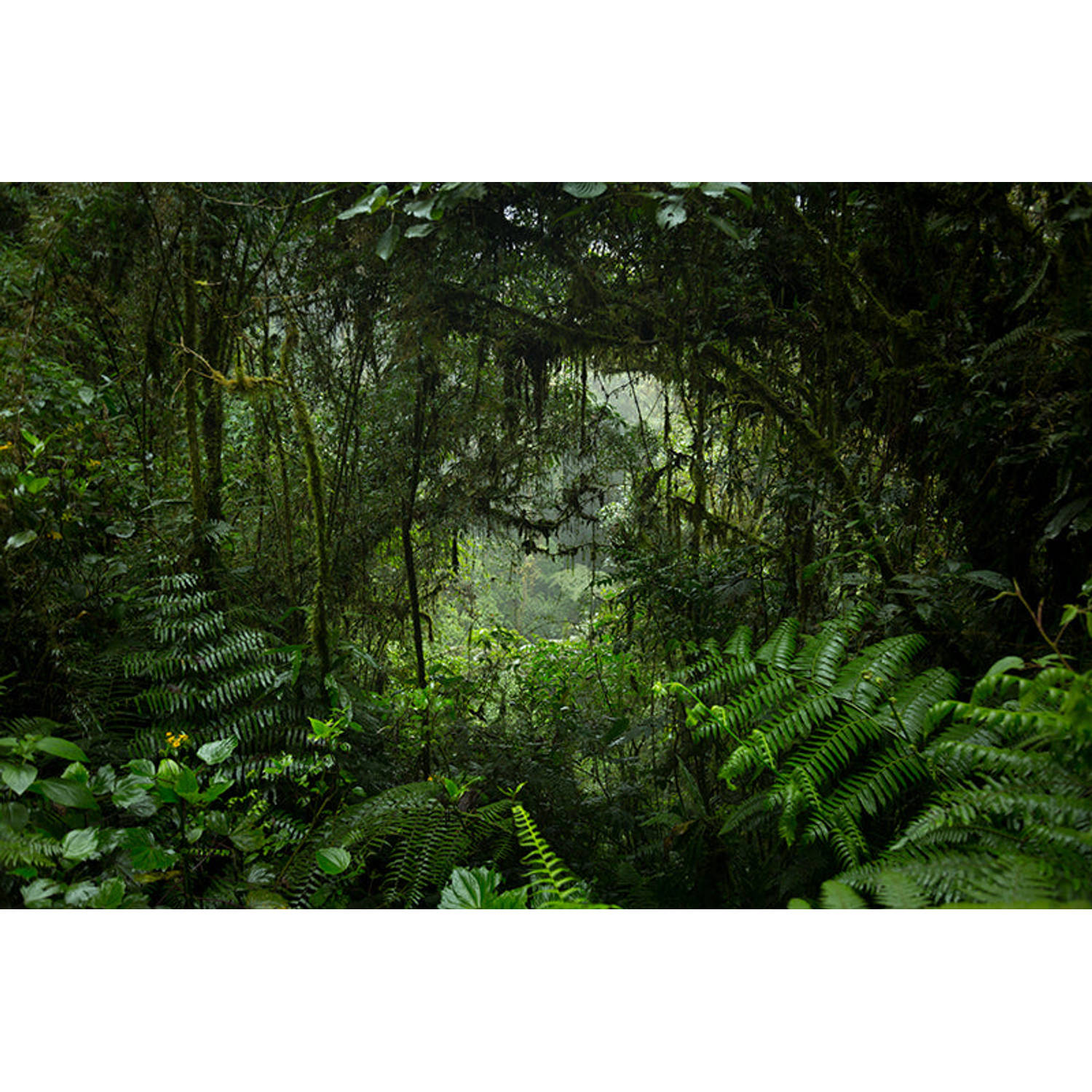Inductiebeschermer - Rainy Jungle - 60x60 cm