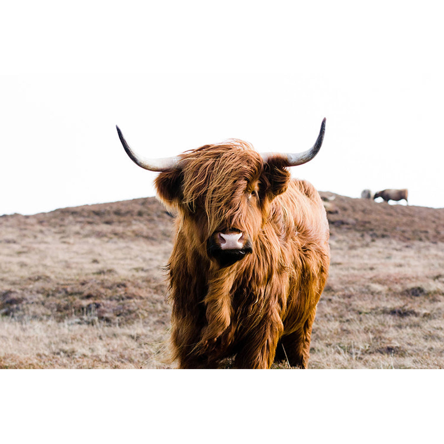 Inductiebeschermer - Highland Cow On Islay - 83x52 cm