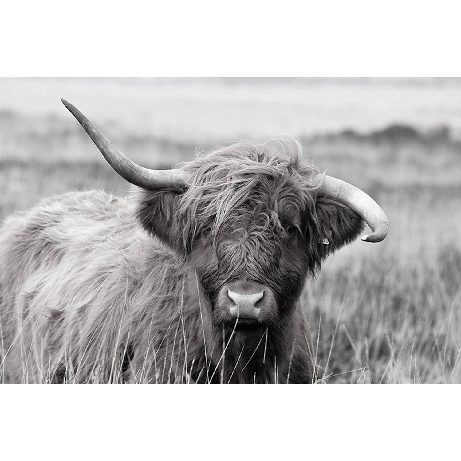 Inductie Beschermer Highland Cow 81.2x52 Cm