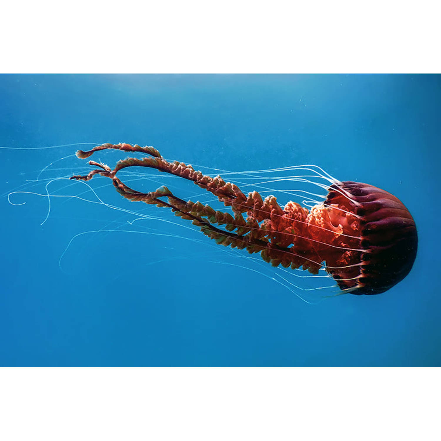 Inductie Beschermer Jellyfish 81.2x52 Cm