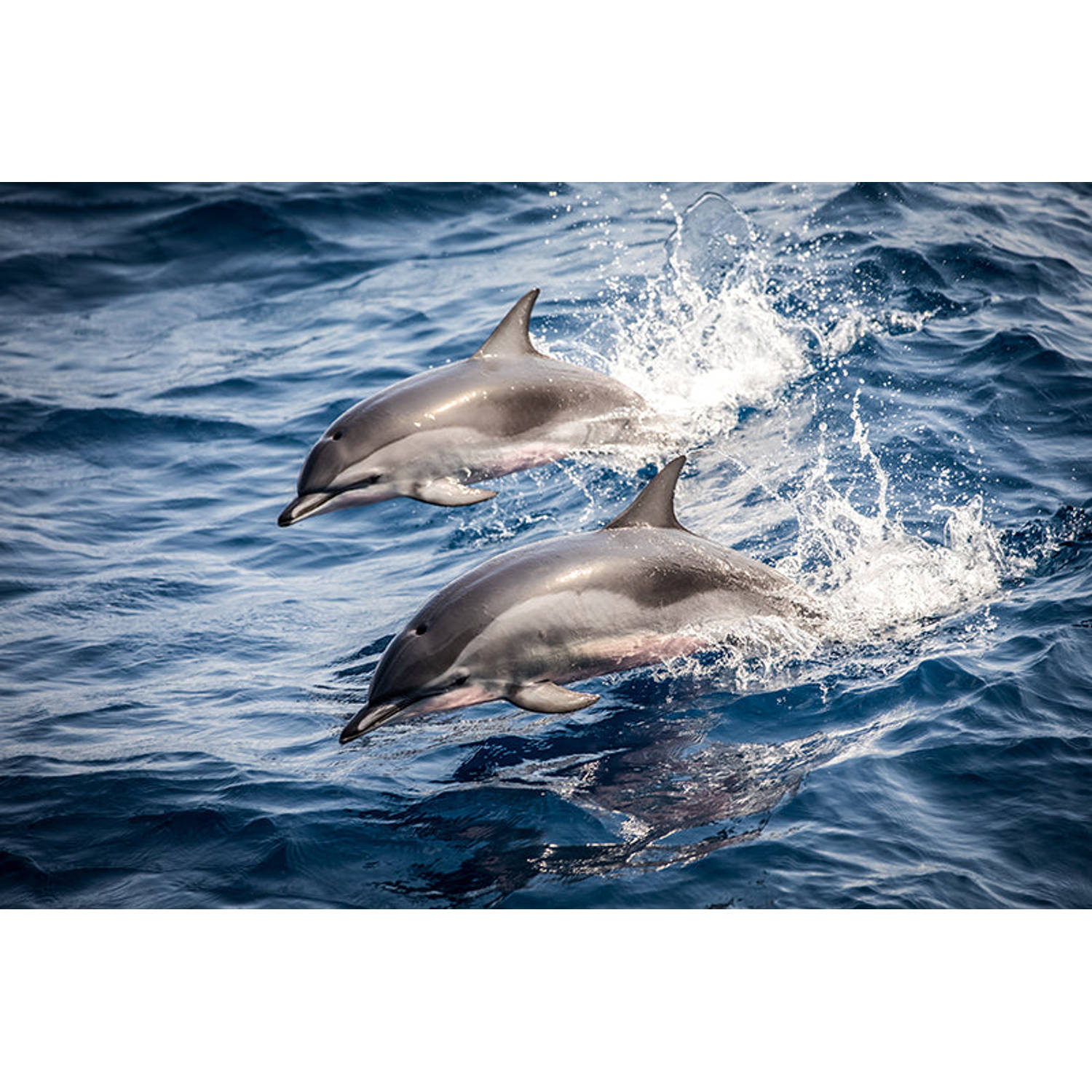 Inductiebeschermer - Dolphins - 82x52 cm