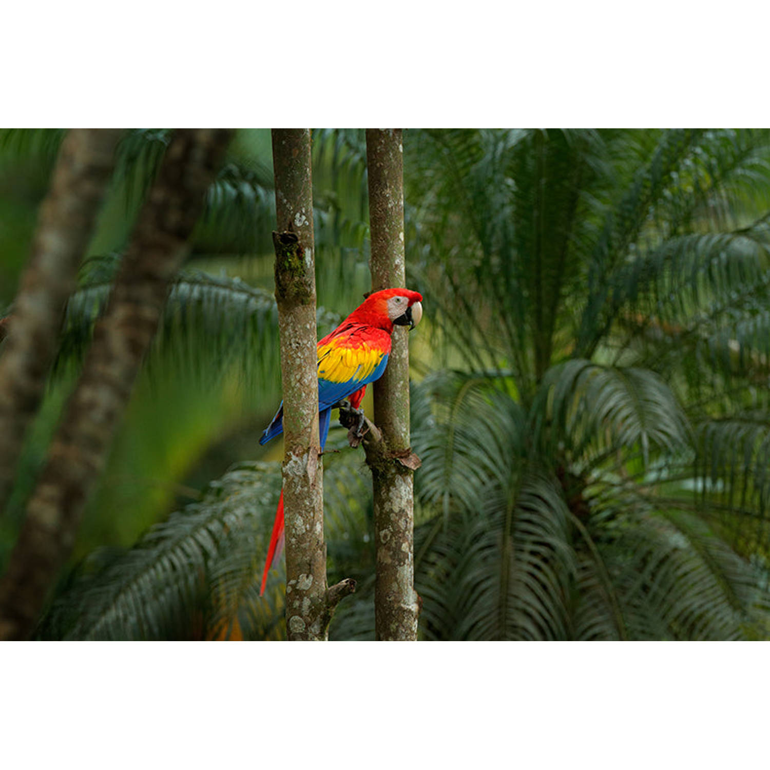 Inductiebeschermer - Jungle Parrot - 60x60 cm