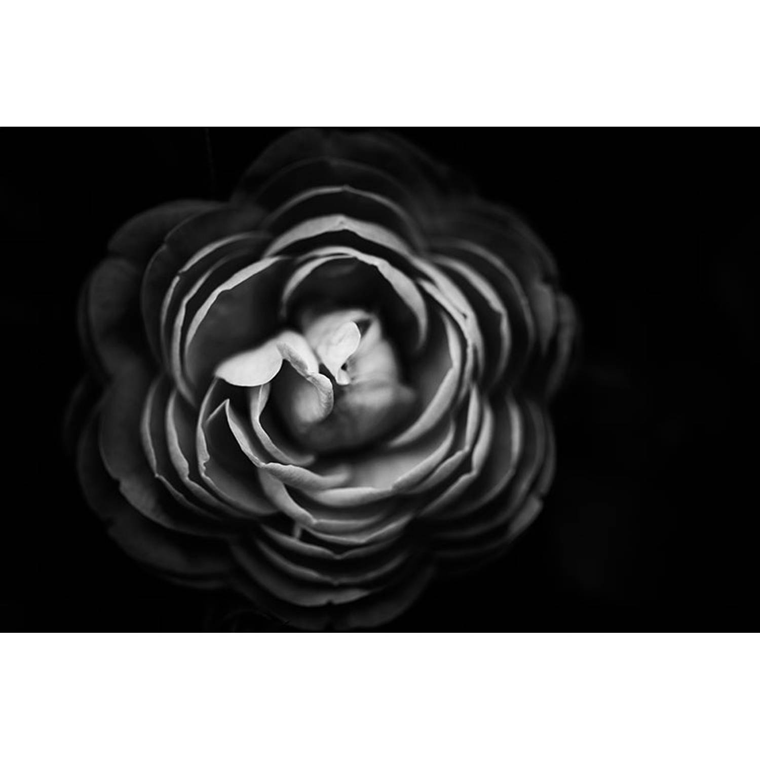 Spatscherm Black Flower - 100x75 cm