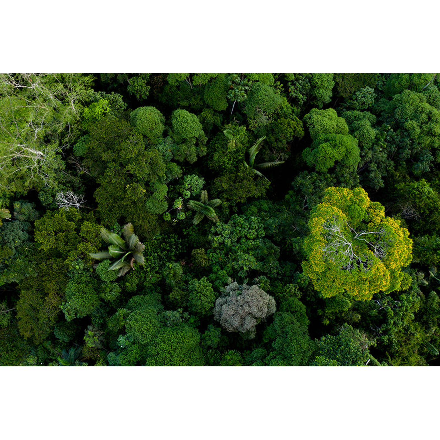 Inductiebeschermer - Amazon Forest - 56x38 cm