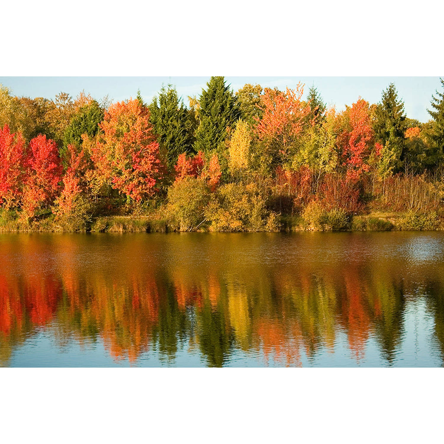 Inductiebeschermer - Autumn Trees - 78x78 cm