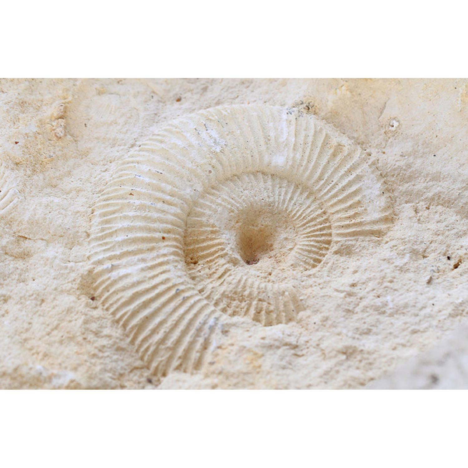 Inductiebeschermer - Ammonites Fossil - 80x50 cm - Inductiebeschermer - Inductie Afdekplaat Kookplaat - Inductie Mat - Anti-Slip - Keuken Decoratie - Keuken Accessoires