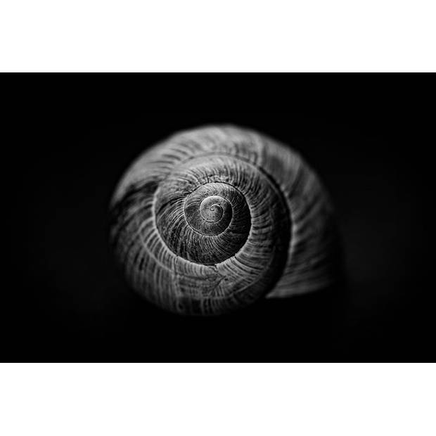 Inductiebeschermer - Snailshell - 56x38 cm