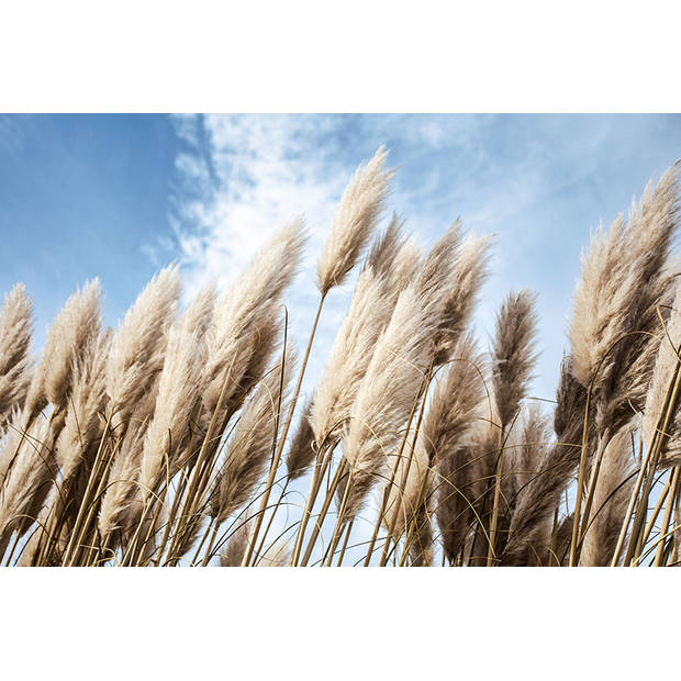 Inductiebeschermer - Pampas in de Wind - 60x55 cm