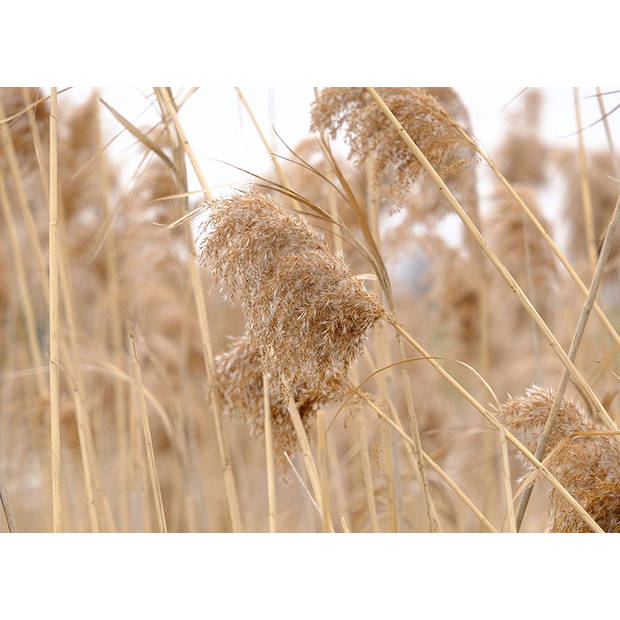 Inductiebeschermer - Pampas Pluim - 59x52 cm