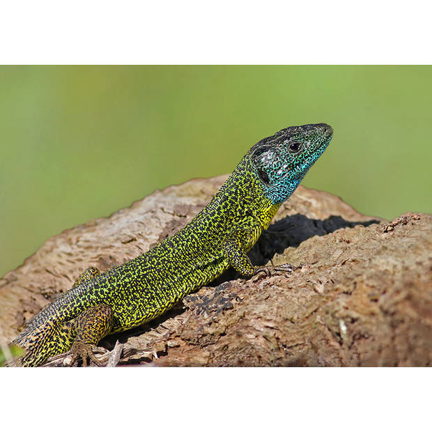 Inductiebeschermer - Lizard - 57.6x51.6 cm