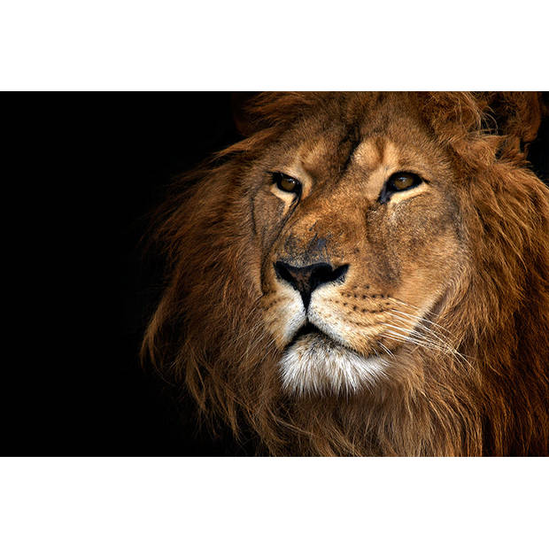 Spatscherm Lion close up - 90x45 cm