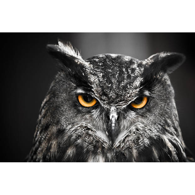 Inductiebeschermer - Eagle Owl - 65x50 cm