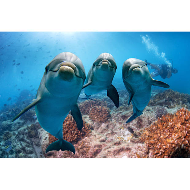 Spatscherm Dolfijnen - 120x60 cm
